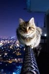 pic for cat on rope 